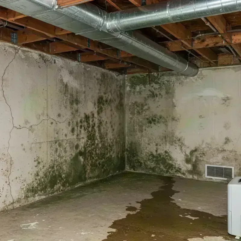 Professional Mold Removal in Olney, MD